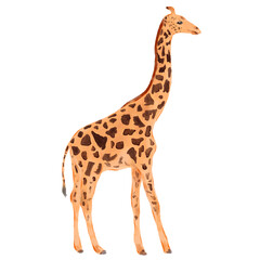 Giraffe, tall mammal, isolated on white background, long neck, brown spots, standing profile, digital watercolor painting