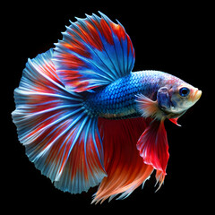 Fototapeta premium halfmoon betta fish
