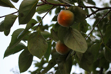 persimmon fruits hanging on the trees