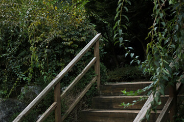 wooden stairs in the forest and dark green trees