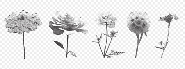 Set of retro photocopy flowers on transparent background. Rose, meadow flower. Vintage stipple effect.