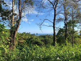 Ocean View Through Lush Foliage. A view of the ocean through lush green foliage, showcasing the beauty of tropical nature.