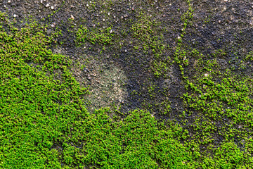 Green moss on cement wall