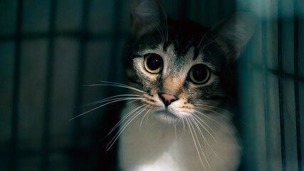 unfortunate cat in the dark cage looks sad