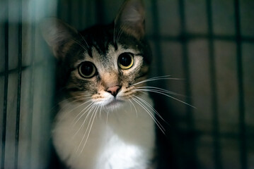 unfortunate cat in the dark cage looks sad