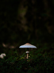 Parasol mushroom