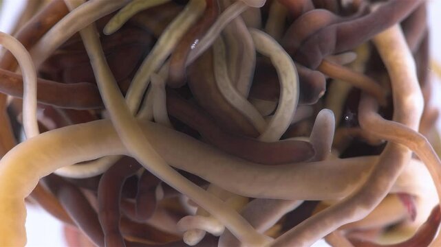 Colony of different Nemertea worms: Amphiporus lactifloreus, Lineus ruber, Lineus viridis. Predators, live in the littoral under stones. White Sea