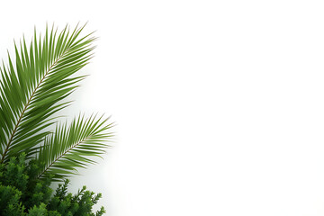 Obraz premium Realistic palm leaves, bushes, corner in the background white background