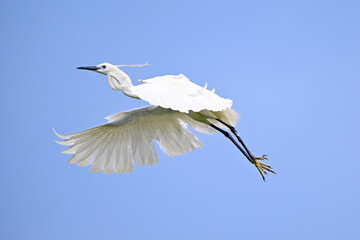 Seidenreiher // Little egret (Egretta garzetta) - Greece