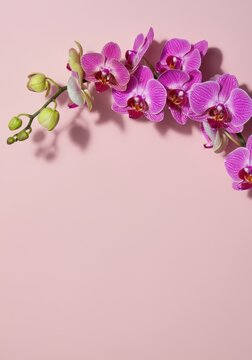 Elegant pink orchids arrangement on pastel background with space for text
