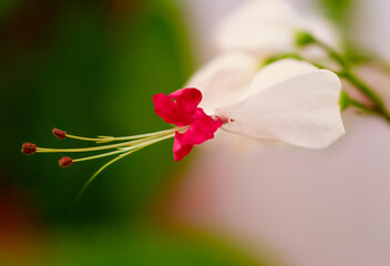 red and white bleeding heart flower