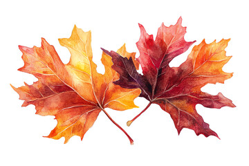 Fototapeta premium Autumn Maple Leaves: A trio of vibrant maple leaves, painted in a watercolor style, capture the essence of autumn with their rich hues of orange, red, and yellow. 