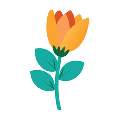 orange flower isolated on white