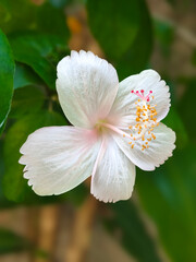 close up of a white hibiscus flower