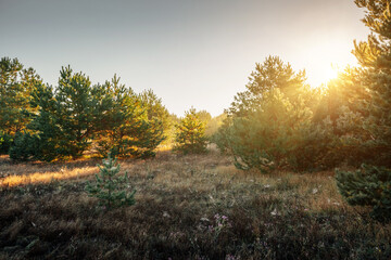 The morning sun rays break through the young pine trees.