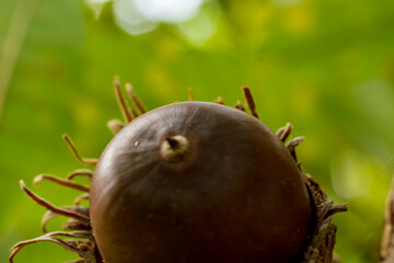 木に実るドングリ3.
秋の曇天の日に撮影したドングリです。