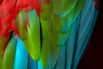 Colorful Macaw feathers pattern background. © Thanumporn