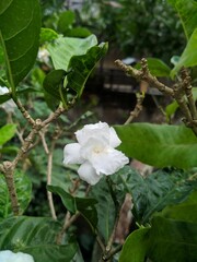 Naklejka premium Flower beauty 