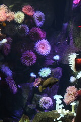 Coral © Katelyn