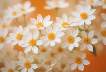 white flowers on a yellow background