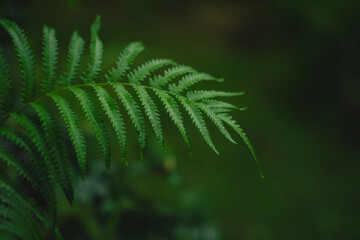 In a closeup of the garden, the tropical leaf revealed intricate patterns and rich textures, celebrating nature’s vibrant green growth and the beauty of lush foliage.