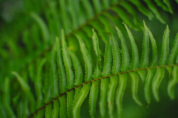 In a closeup of the garden, the tropical leaf revealed intricate patterns and rich textures, celebrating nature&rsquo;s vibrant green growth and the beauty of lush foliage.
