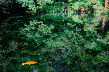 栃木県佐野市　出流原弁天池