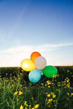 Colorful balloons in rapeseed field