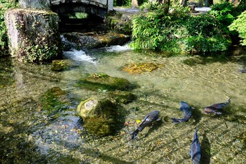 栃木県佐野市　出流原弁天池