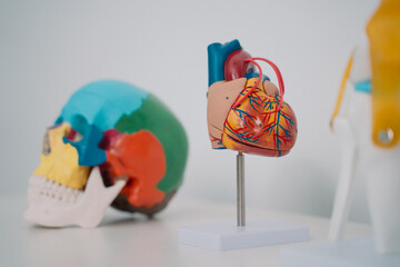 In the clinic, the doctor used a detailed model of human anatomy to explain the disease,...