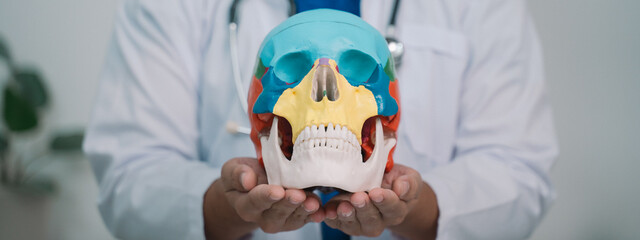 banner background of the doctor utilized a model of the human skull to enhance education in...