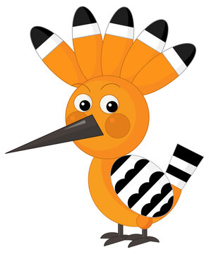 recommend clip art: Cartoon exotic animal hoopoe colorful bird on white background illustration for kids