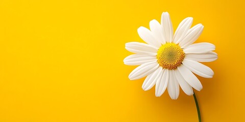 A white Beautiful daisy flower with yellow background.