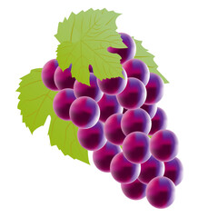 Vector grape icon, illustration of purple fruit with leaf isolated of white background, wine grape logo symbol in flat cartoon style