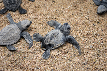 Baby Turtle Lying on its Back in the Sand - Wildlife Centre Care 