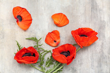 Beautiful poppy flowers on grey background