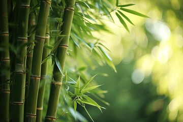 bamboo forest background