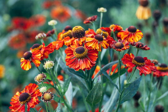 Bright red helenium flowers in beautiful summer garden