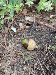 acorn on grass