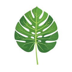 Monstera leaf vector illustration. Green tropical palm leaf on isolated background.