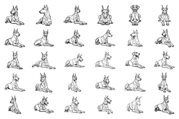 Fototapeta premium Bundle Line Art Fierce Doberman Calm Dog And Crawl Pose Art calm Doberman Illustration Hand Drawn Clipart
