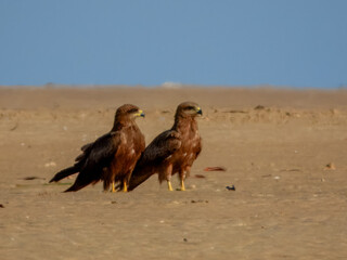 Black Kite - Milvus migrans in Australia