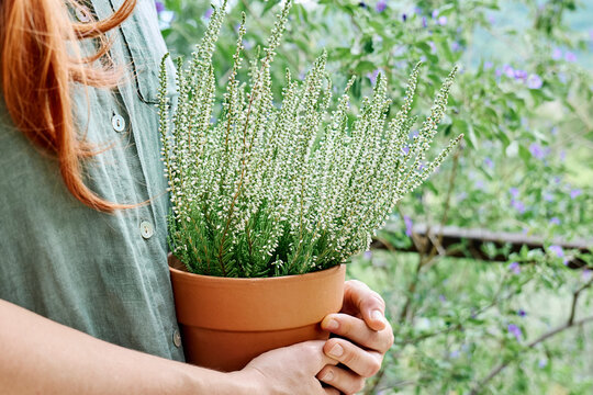 Woman holding pot of Calluna vulgaris
