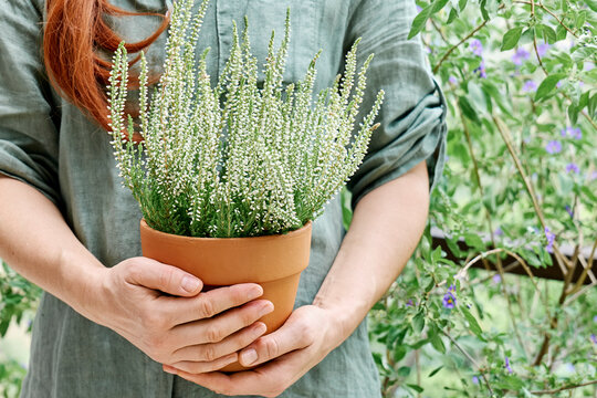 Woman holding Heather plant pot