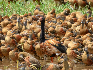Magpie Goose - Anseranas semipalmata in Australia