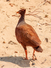 Orange-footed Megapode - Megapodius reinwardt in Australia