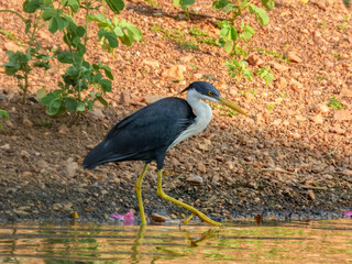 Pied Heron - Egretta picata in Australia