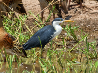 Pied Heron - Egretta picata in Australia