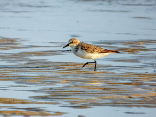 Red-necked Stint - Calidris ruficollis in Australia