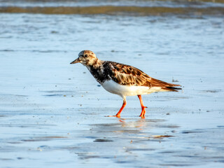 Ruddy Turnstone - Arenaria interpres in Australia
